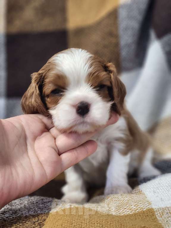 Собаки в Анапе: Желтая лента  Девочка, 110 000 руб. - фото 9