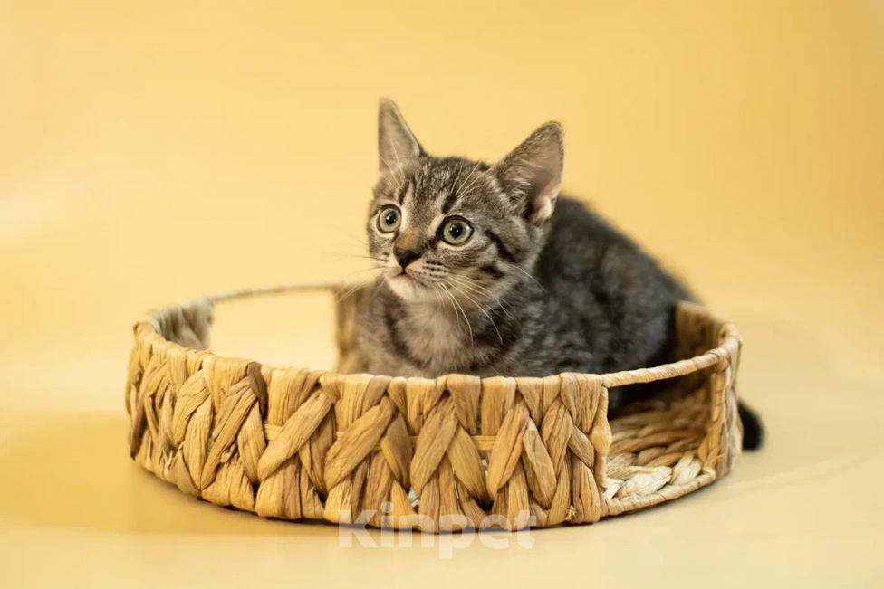 Кошки в Москве: Крошка Спрайт ищет дом!💚 Мальчик, Бесплатно - фото 3