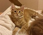 Кошки в Барнауле: Кошечка Мейн-кун Девочка, 26 000 руб. - фото 4