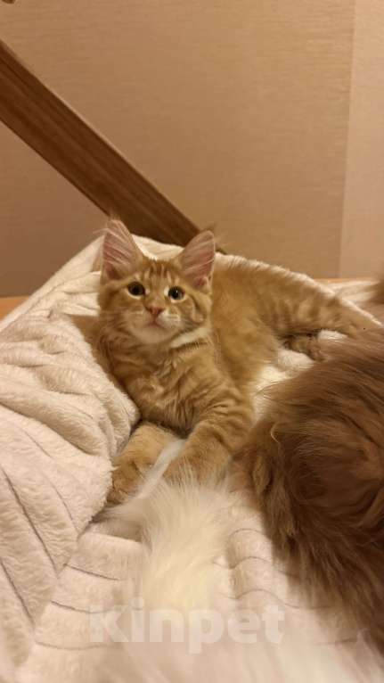 Кошки в Барнауле: Кошечка Мейн-кун Девочка, 26 000 руб. - фото 4