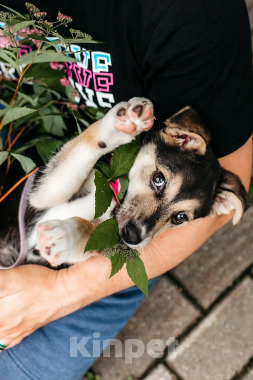 Собаки в Москве: Щенок девочка в добрые руки  Девочка, Бесплатно - фото 8