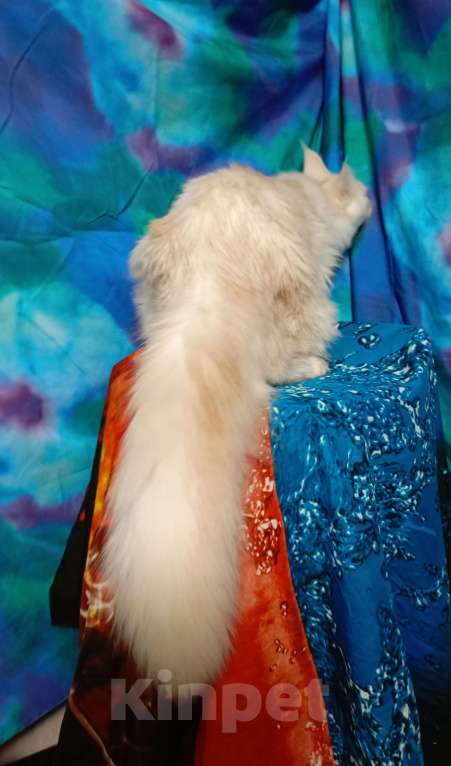 Кошки в Санкт-Петербурге: Девочка красное высокое серебро. Девочка, 35 000 руб. - фото 6