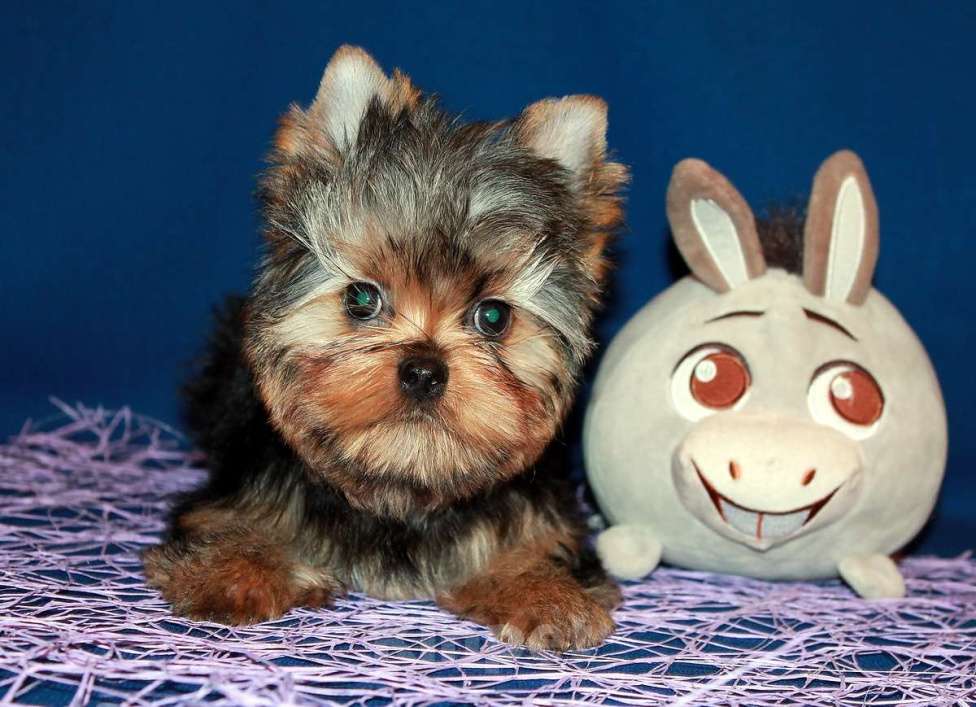 Собаки в Москве: Стандартный мальчик Йоркширского терьера. Мальчик, 80 000 руб. - фото 5