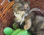 Кошки в Жуковском: Котята Девочка, Бесплатно - фото 5