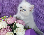 Кошки в Москве: Котенок девочка породы Невская Маскарадная Айрис Девочка, Бесплатно - фото 3