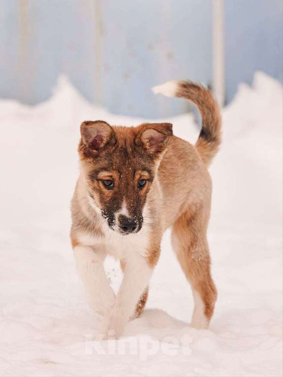 Собаки в других городах Московской области: Алекса,якутенок Девочка, Бесплатно - фото 2