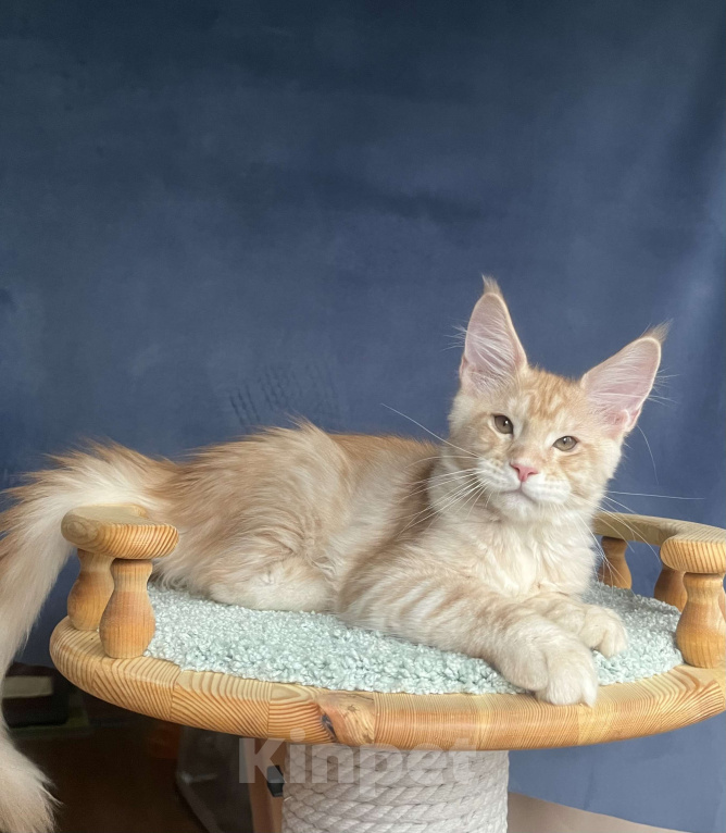 Кошки в Санкт-Петербурге: Мальчик Джемесон  Мальчик, 70 000 руб. - фото 2