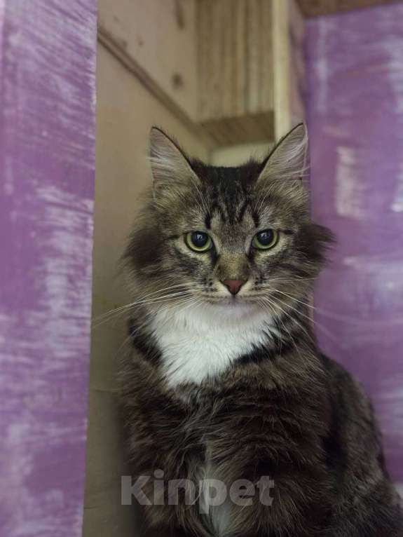 Кошки в Москве: Рапир ищет дом!  Мальчик, Бесплатно - фото 2