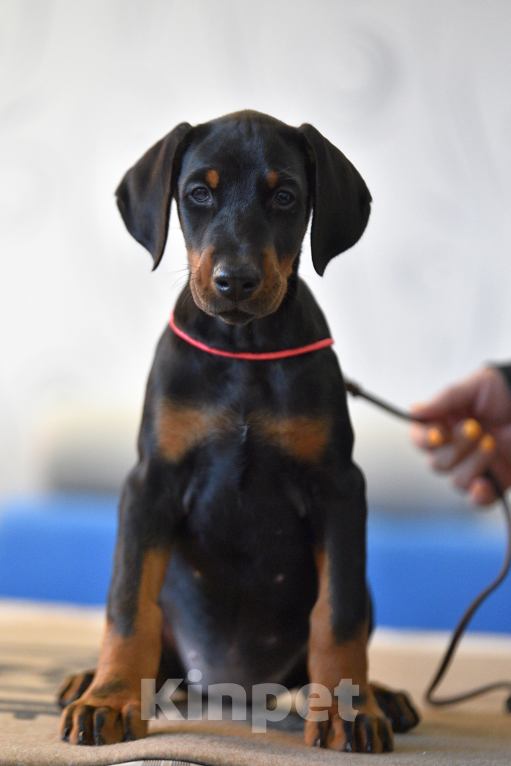 Собаки в Москве: Замечательная девчонка 2,5 месяца Девочка, 100 000 руб. - фото 1