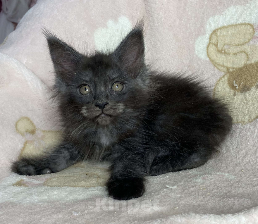 Кошки в Дмитрове: Черная дымчатая девочка мейн кун Yanessa Девочка, 30 000 руб. - фото 1