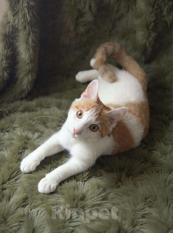 Кошки в Москве: Футболист с рыжим хвостиком ищет дом Мальчик, Бесплатно - фото 2