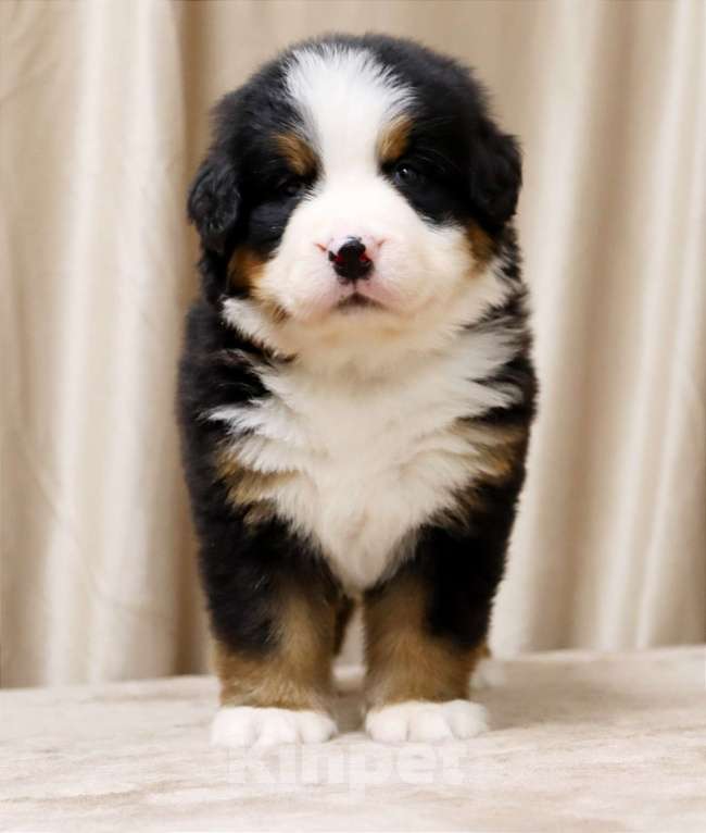 Собаки в Москве: Щенки Бернского Зенненхунда Мальчик, Бесплатно - фото 3