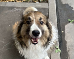 Собаки в Москве: Взрослый пес Бордер-колли в добрые руки Мальчик, Бесплатно - фото 4