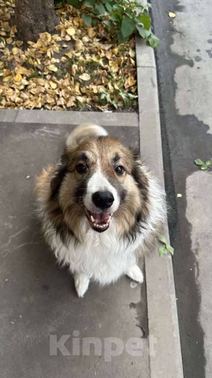 Собаки в Москве: Взрослый пес Бордер-колли в добрые руки Мальчик, Бесплатно - фото 4