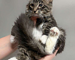Кошки в Санкт-Петербурге: Мальчик скромный 4 мес Мальчик, 100 руб. - фото 1