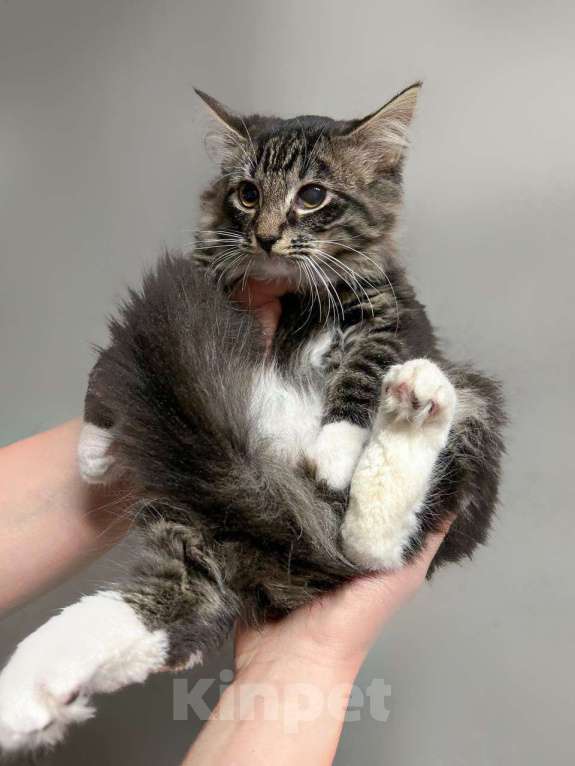 Кошки в Санкт-Петербурге: Мальчик скромный 4 мес Мальчик, 100 руб. - фото 1