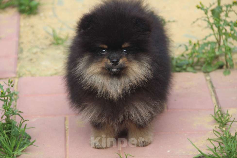 Собаки в Раменском: Мальчик шпица Мальчик, 40 000 руб. - фото 3