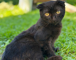 Кошки в Мытищах: Возьми котенка и спаси от зимы Мальчик, Бесплатно - фото 4