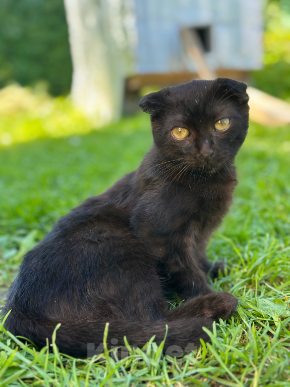 Кошки в Мытищах: Возьми котенка и спаси от зимы Мальчик, Бесплатно - фото 4