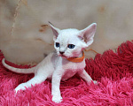 Кошки в Горячем Ключе: Котенок Девон рекс мальчик с голубыми глазами Мальчик, 60 000 руб. - фото 5