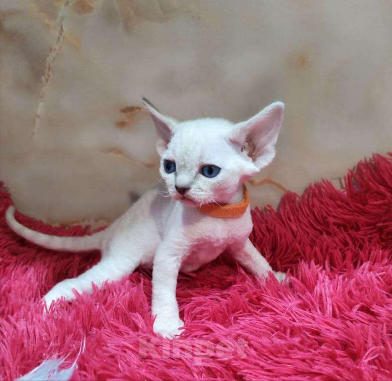 Кошки в Горячем Ключе: Котенок Девон рекс мальчик с голубыми глазами Мальчик, 60 000 руб. - фото 5