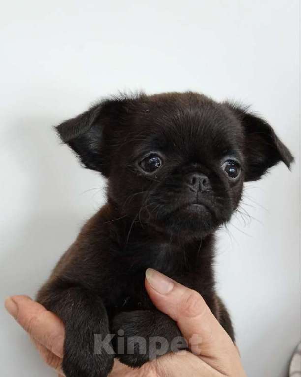 Собаки в Туле: Милое создание Девочка, 16 000 руб. - фото 4