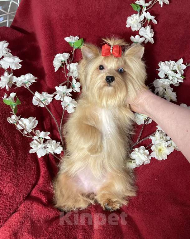 Собаки в Москве: Подрощенный йорк девочка мини голубоглазая Девочка, 100 000 руб. - фото 10