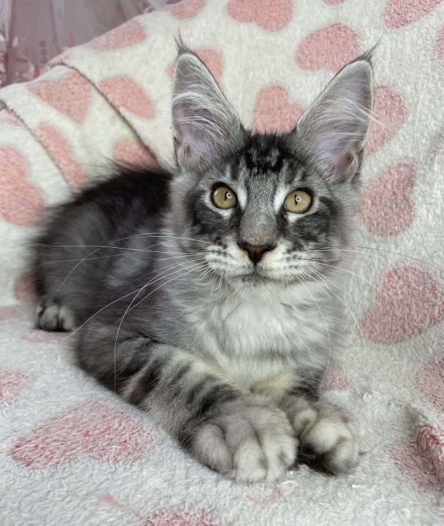 Кошки в Дмитрове: Черный серебристый мраморный мальчик мейн кун Zherom Мальчик, 35 000 руб. - фото 6