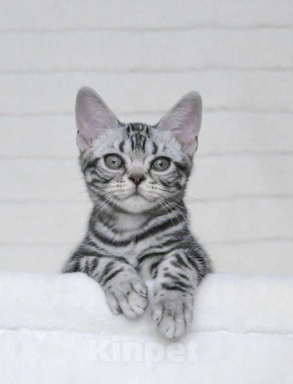 Кошки в Москве: Котенок американской короткошерстной породы Мальчик, 75 000 руб. - фото 2