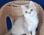 Кошки в Павлово:  Британская короткошерстная Мальчик, Бесплатно - фото 1
