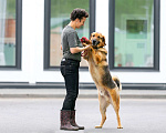 Собаки в Москве: Невероятный добряк Бобби! Мальчик, Бесплатно - фото 2