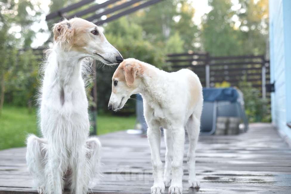 Собаки в Новосибирске: Барская Прихоть Белогор Мальчик, 130 000 руб. - фото 4