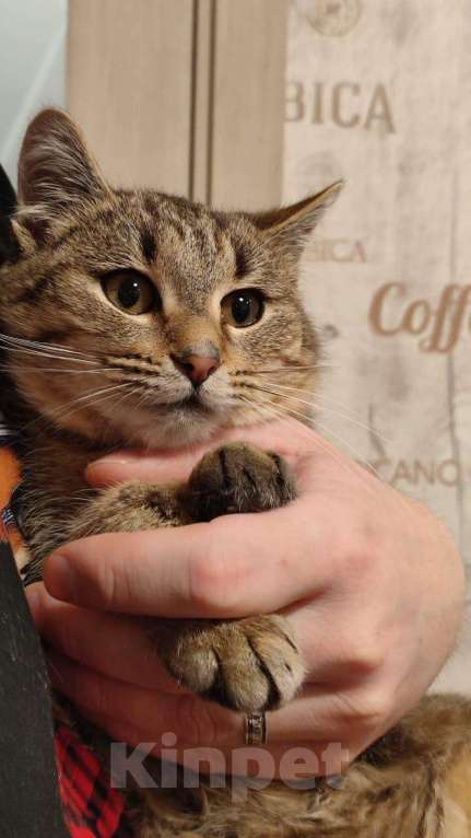 Кошки в Красногорске: Котенок Туман 5 месяцев ищет дом  Мальчик, Бесплатно - фото 3