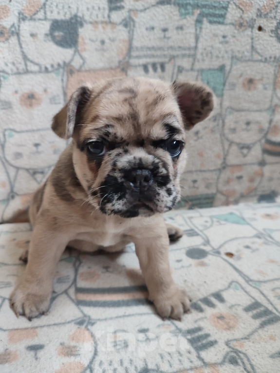 Собаки в Санкт-Петербурге: Очаровательная девочка щенок Девочка, Бесплатно - фото 6