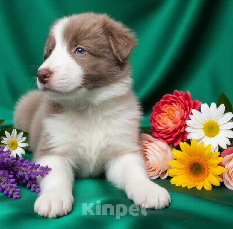 Собаки в Москве: Бордер Колли лиловый Мальчик, 100 000 руб. - фото 1