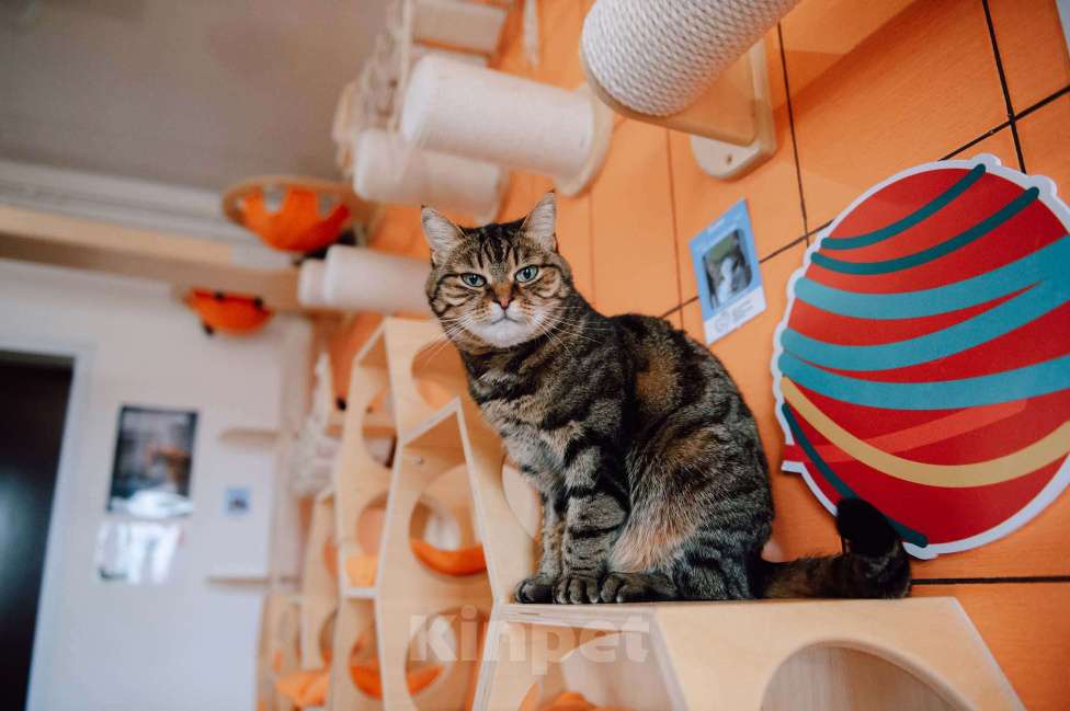 Кошки в других городах Московской области: Маришка в поисках дома Девочка, Бесплатно - фото 4