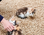 Кошки в Протвино: Котята ищут дом Разнополые, Бесплатно - фото 4