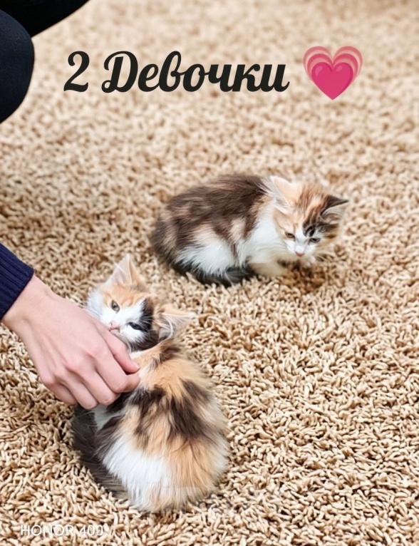 Кошки в Протвино: Котята ищут дом Разнополые, Бесплатно - фото 4
