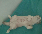 Кошки в Тюмени: Кот для вязки, 800 руб. - фото 4