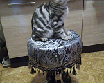Кошки в Белогорске: Котик ищет подругу, 1 руб. - фото 2