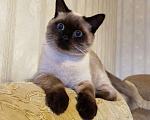Кошки в Новочебоксарске: Ищем девочку для вязки., 700 руб. - фото 1