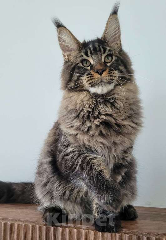 Кошки в Москве: Мейн-кун чёрный тигр Мальчик, 60 000 руб. - фото 9