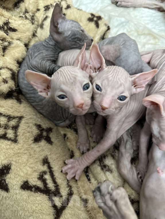 Кошки в Стерлитамаке: Котята донского сфинкса  Девочка, 6 500 руб. - фото 9