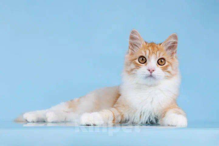 Кошки в Москве: Рыжее пушистое солнышко в добрые руки Мальчик, Бесплатно - фото 5