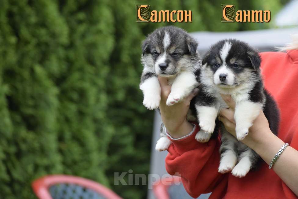 Собаки в Москве: Вельш Корги Пемброк  девочка Сью Девочка, 50 000 руб. - фото 3