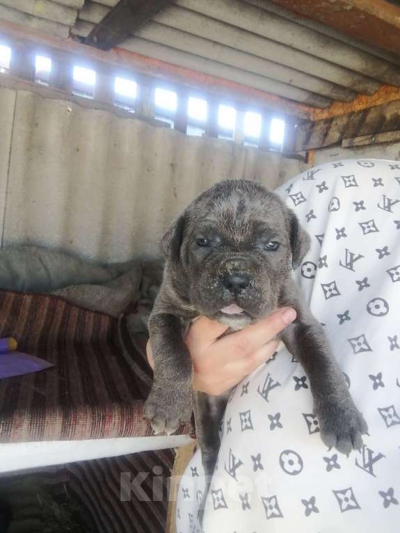 Собаки в Старом Осколе: Щенки Кане Корсо  Девочка, Бесплатно - фото 3