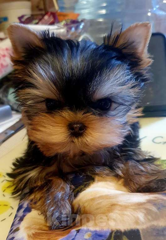 Собаки в Москве: Щенки йоркширского терьера Девочка, 70 000 руб. - фото 6