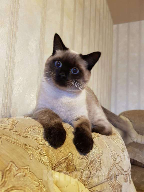 Кошки в Новочебоксарске: Ищем девочку для вязки., 700 руб. - фото 1