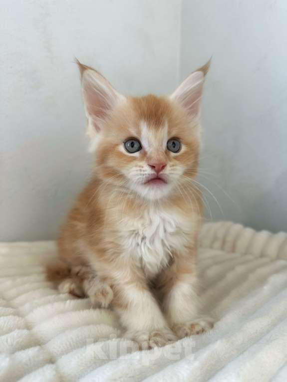 Кошки в Москве: Мейн-Кун котенок с документами WCF Мальчик, 65 000 руб. - фото 5