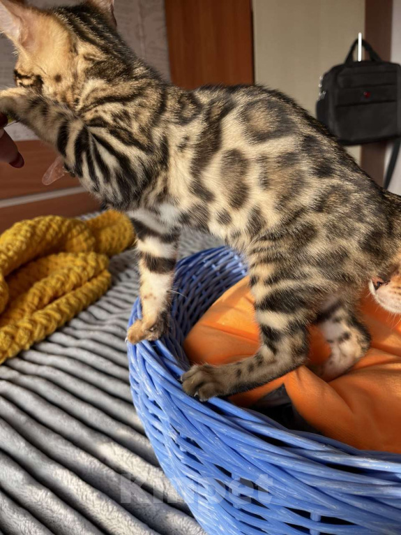 Кошки в Самаре: Бенгальская девочка Veritay Bayleys Девочка, 60 000 руб. - фото 3